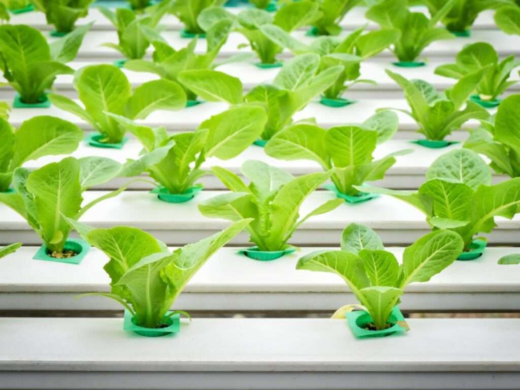 Exploring Hydroponic Farming Training Programs in Hyderabad